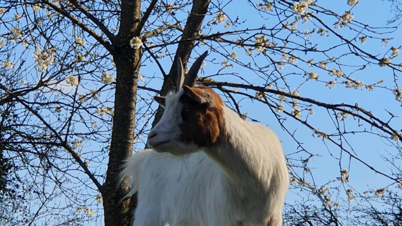 Crécy-en-PonthieuLa Fermette Des Ramolleux别墅 外观 照片